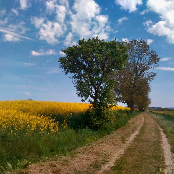 Il Sentiero della Bonifica in bici, alla scoperta degli Etruschi! Da Chiusi ad Arezzo - Scarica la Traccia GPX