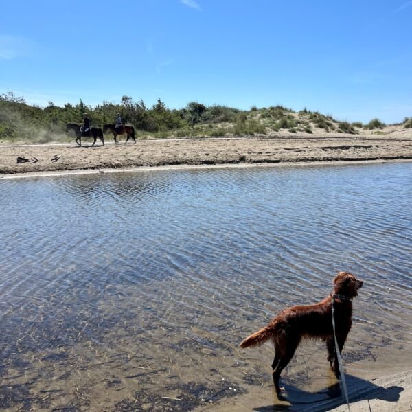 Escursione - Dog Walking - Outdoor per cuccioli all'Oasi San Felice di Marina di Grosseto