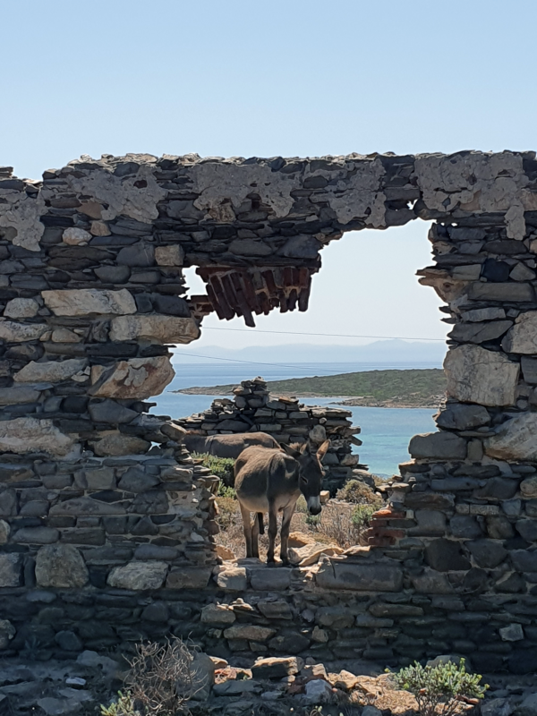 Isola dell'Asinara in mtb