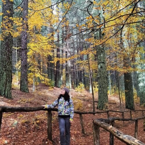 I Giganti della Sila e il Monte Curcio