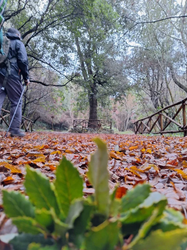 Escursione nel bosco delle Pianelle | Puglia | Traccia GPX | Escursione