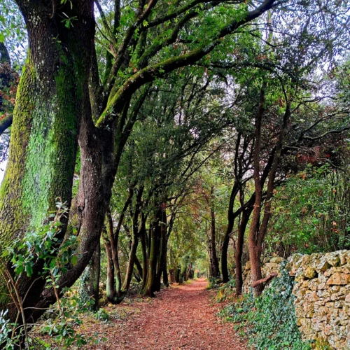 Escursione nel Bosco delle Pianelle | Traccia GPX | Puglia Taranto