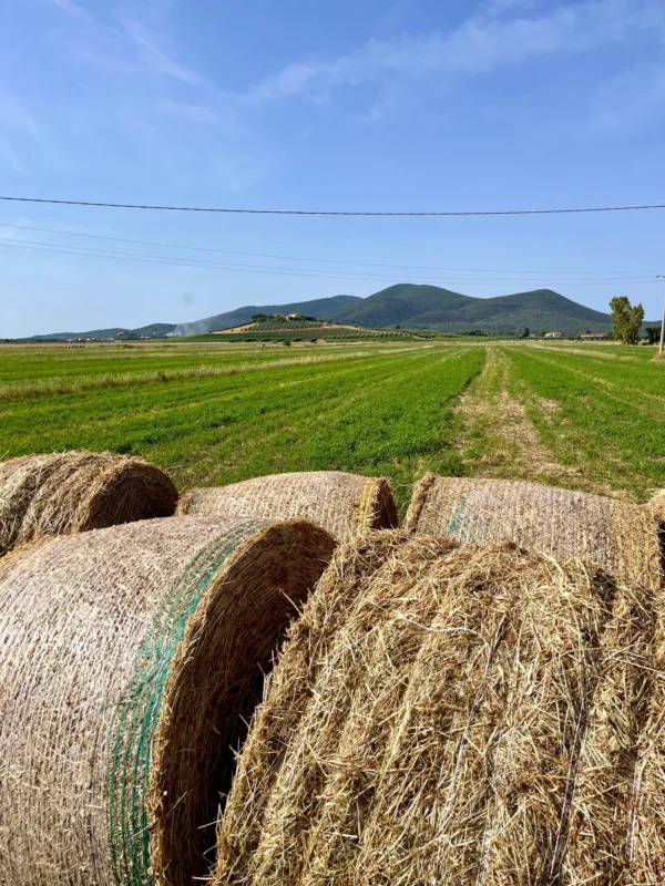 Pedalata cicloturistica alla Fonte del Tiburzi | Grosseto | Traccia GPX | LAVIA