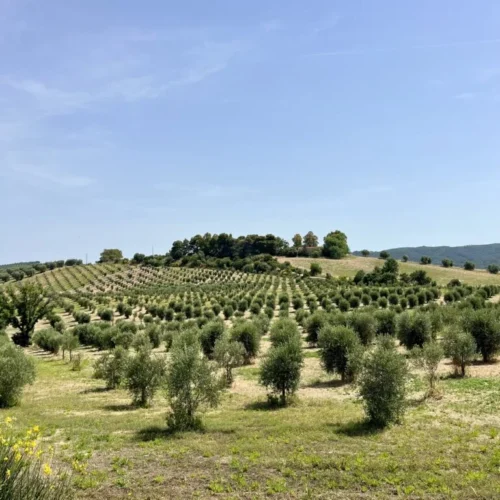 Pedalata cicloturistica alla Fonte del Tiburzi | Grosseto | Traccia GPX | LAVIA