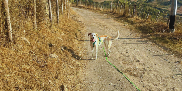 Escursione alla Cascata del Catafurco | Dogtrekking | Traccia GPX | LAVIA