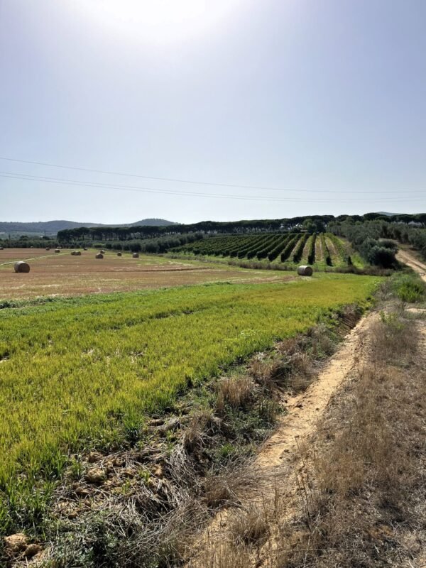 Pedalata inedita ad Alberese nel Parco della Maremma | Traccia GPX | LAVIA