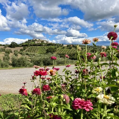 Escursione a Montiano | Terrazzo della Maremma | Grosseto | Traccia GPX | LAVIA