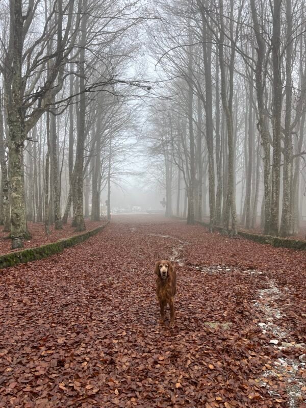 Escursione nella faggeta del Monte Amiata | Traccia GPX | LAVIA