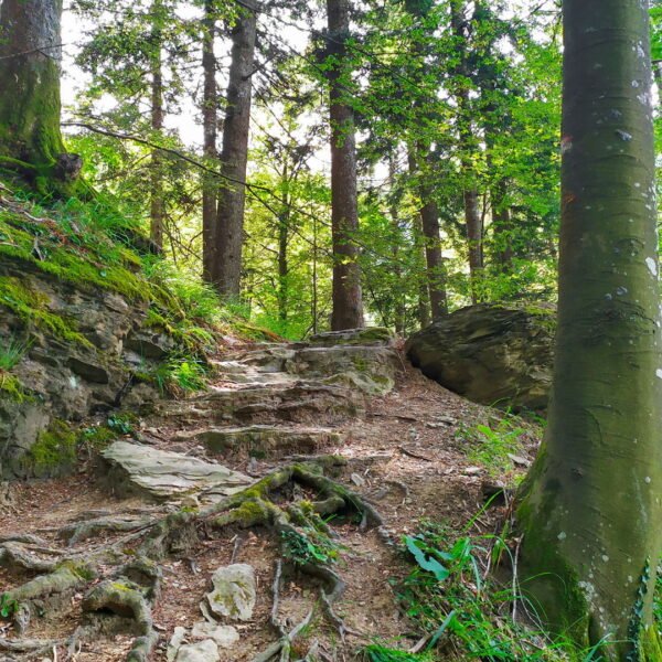 Sentiero delle Foreste Sacre | Traccia GPX | LAVIA