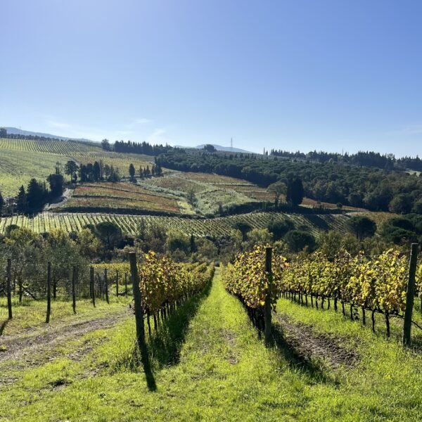 Escursione ad anello nelle colline del Chianti | Traccia GPX | LAVIA