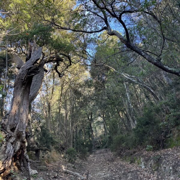 Escursione ad anello sul Monte Muro | Traccia GPX | Grosseto