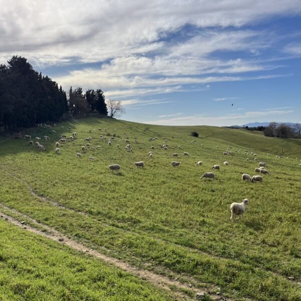 Escursione ad anello nel territorio di Manciano | Traccia GPX | LAVIA