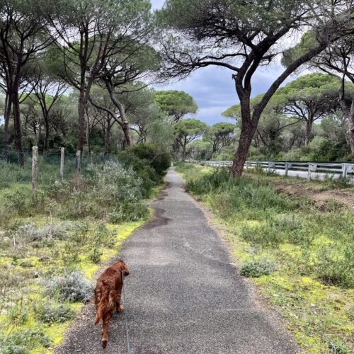 Dogwalking delle Marze: tra le dune della costa maremmana