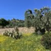 Scarlino: escursione ad anello | Traccia GPX | LAVIA