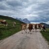 Escursione facile a Falcade | Sul Col Margherita da Passo Valles | Traccia GPX | LAVIA