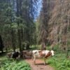Mucche nel bosco lungo la Val Venegia | LAVIA