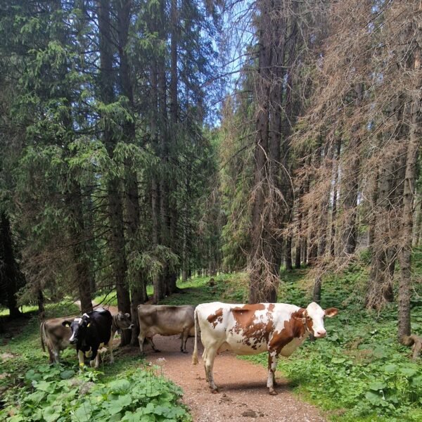 Mucche nel bosco lungo la Val Venegia | LAVIA