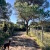 Dogwalking tra pineta e mare a Marina di Grosseto | LAVIA Dogwalking tra pineta e mare a Marina di Grosseto | LAVIA