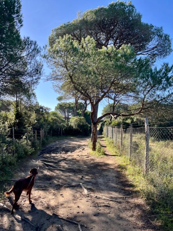 Dogwalking tra pineta e mare a Marina di Grosseto | LAVIA Dogwalking tra pineta e mare a Marina di Grosseto | LAVIA