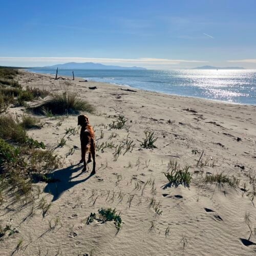 Dogwalking tra pineta e mare a Marina di Grosseto | LAVIA