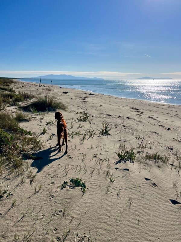Dogwalking tra pineta e mare a Marina di Grosseto | LAVIA Dogwalking tra pineta e mare a Marina di Grosseto | LAVIA