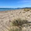Dogwalking tra pineta e mare a Marina di Grosseto | LAVIA Dogwalking tra pineta e mare a Marina di Grosseto | LAVIA
