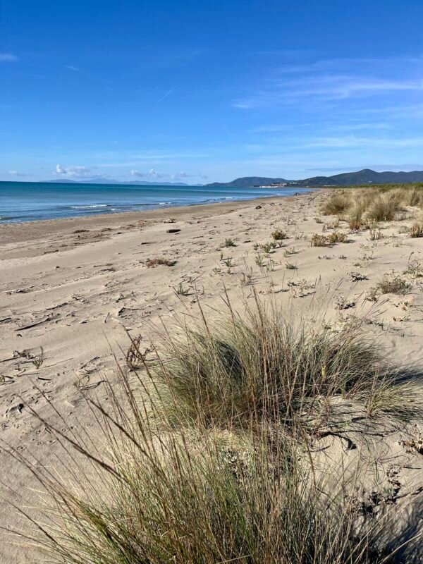 Dogwalking tra pineta e mare a Marina di Grosseto | LAVIA Dogwalking tra pineta e mare a Marina di Grosseto | LAVIA