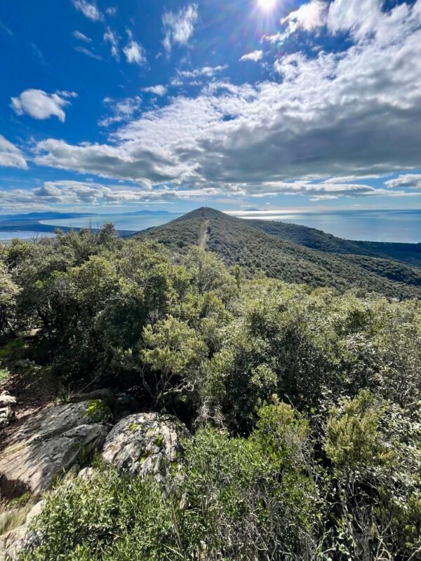 Anello di Poggio Petriccio - Castiglione della Pescaia | Traccia GPX | LAVIA