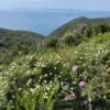 Traversata Pian di Rocca - Punta Ala | Traccia GPX | LAVIA