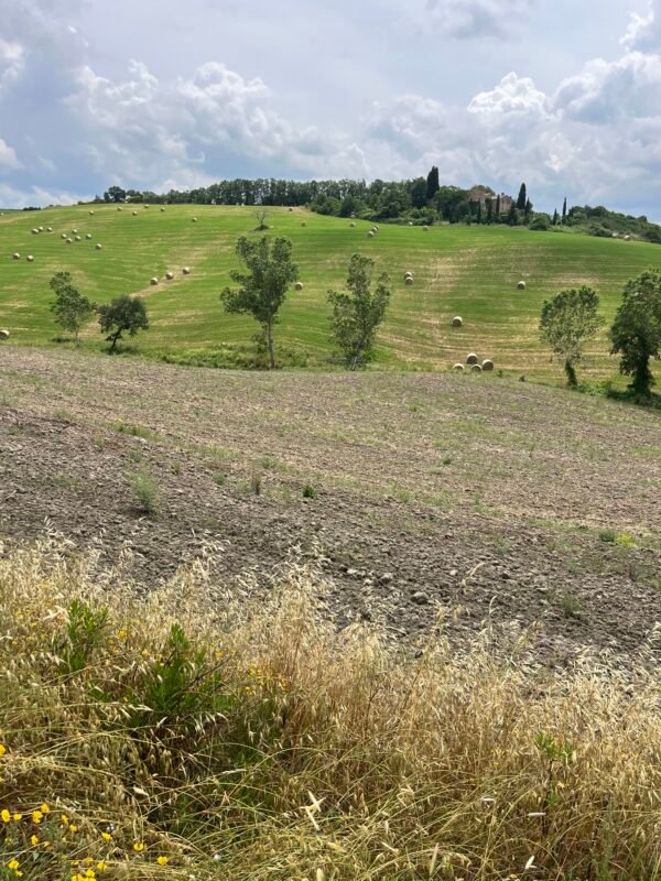 IMG_2848 Sul Cammino d'Etruria nelle Crete Senesi con Treno Natura